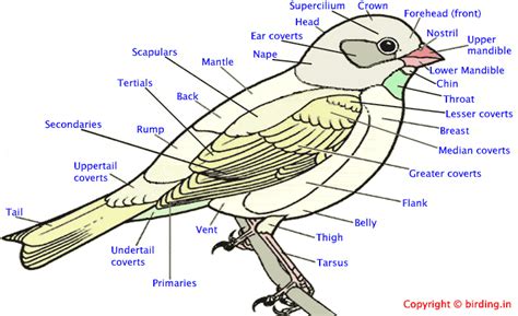 bird topography description  parts glossary birding  india
