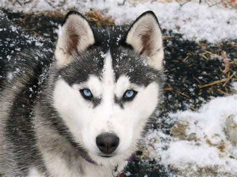 siberian husky animals wallpaper  fanpop