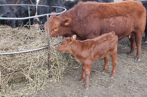effectively managing  calving process