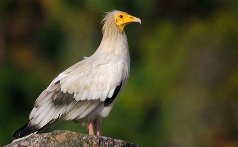 mythical creature  endangered species  egyptian vulture