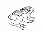 Toad Frog Ropucha Dart Poison Kolorowanki Toads Bestcoloringpagesforkids Frogs Dzieci Children Coloringgames Wydruku Frosch sketch template