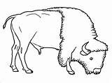 Bison Coloring Pages Animals Grassland Buffalo Printable Drawing Kids Animal Wildebeest Outline American Drawings Color Colouring Coloringbay Getcolorings Getdrawings Sheet sketch template