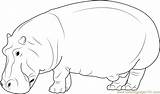 Coloring Hippopotamus Wild Pages Coloringpages101 sketch template