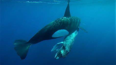 killer whales hunting  humpback whale calf  eating  tongue