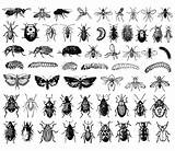 Insectos Insectes Insetti Colorare Disegni Insecten Adulti Justcolor Difficile Coloriages Silhouettes Planche Bambini Vectorinzameling Grote Insecte Papillons Chacun Colorié Peut sketch template
