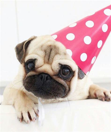 images  party pugs  pinterest birthdays  years  happy birthday pug