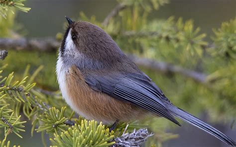 boreal chickadee audubon field guide