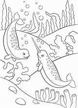Unicorn Coloring Fish Illustrations Pages Stock Underwater Narwhals Swim Smile Cute Little Two sketch template