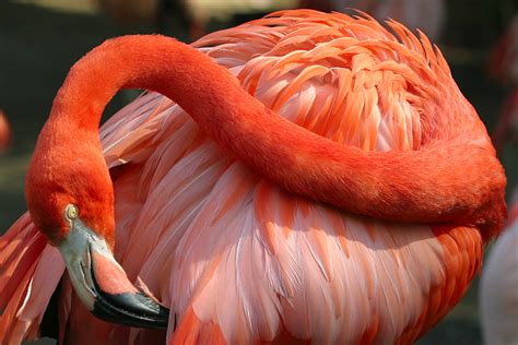 flamingo facts  garden  eaden