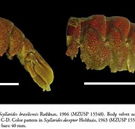 Afbeeldingsresultaten voor "scyllarides Deceptor". Grootte: 194 x 173. Bron: www.scielo.br