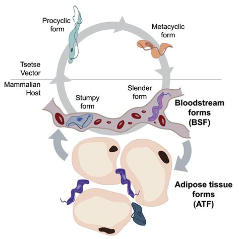 trypanosoma brucei parasites occupy and functionally adapt to the