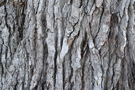 bark texture picture  photograph  public domain