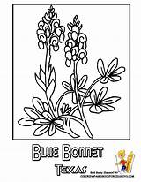 Coloring Texas Bluebonnet State Flower Pages Bluebonnets Symbols Blue Drawing Usa Bonnets Sheets Laurel Mountain Designlooter Popular Embroidery Choose Board sketch template