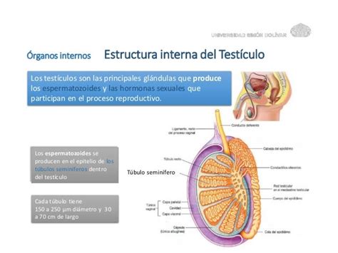 sistema reproductor masculino