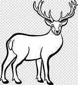 Deer Clipart Buck Elk Printable Drawing Stag Reindeer Clip Transparent Drawings Hunting Head Line Gone Print Getdrawings Clipartmag Clipground Cliparts sketch template