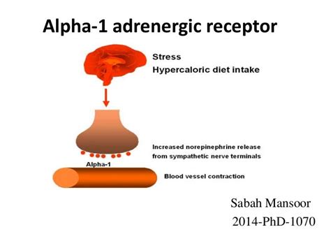 alpha  adrenergic receptor