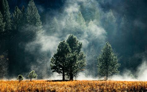 mist forest sunlight nature landscape wallpapers hd desktop