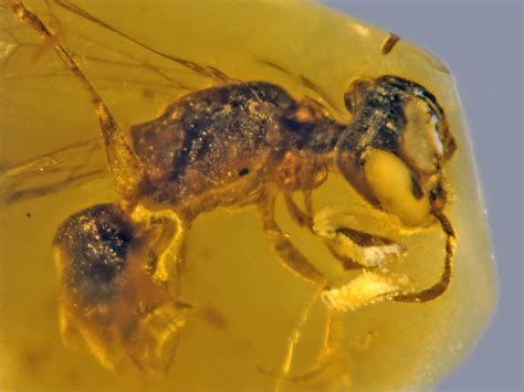 fossilized insect   million years   oldest record