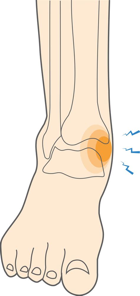 medial ankle muscles