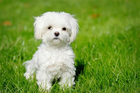 small dog breeds  apartments blogs avenue