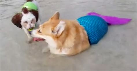 corgi wearing a mermaid tail is the real queen of the sea