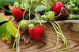 Bildresultat för Strawberry Plants. Storlek: 155 x 103. Källa: www.thespruce.com