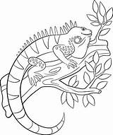 Iguana Sits sketch template