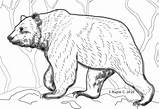 Grizzly Bear sketch template