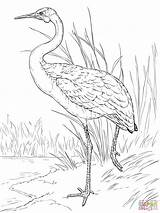 Brolga Coloring Australian Crane Pages Animal Drawing Printable Zeichnen Drawings Vögel Getdrawings 1536 Zu Entdecke Ideen 2048px 97kb sketch template