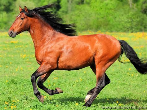 cheval definition  explications