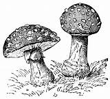 Mushroom Clipart Mushrooms Drawing Etc Gills Produced Underside Generally Spores Cap Its Large Usf Edu sketch template