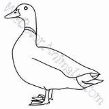 Mallard Coloring Pages Click sketch template