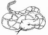 Snake Anaconda Rattlesnake Getdrawings sketch template