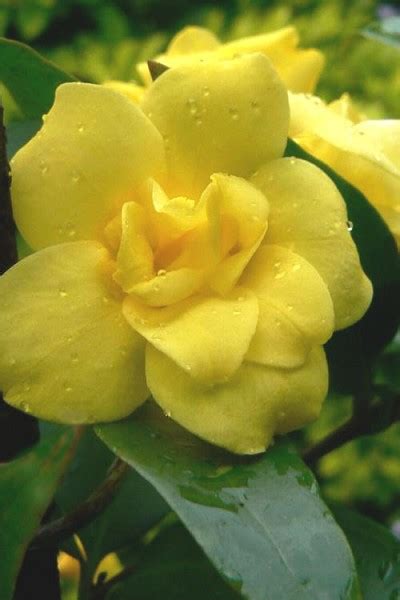 pride of augusta jessamine vines free shipping jasmine plants for