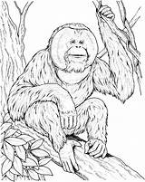 Orangutan Coloring Ape Pages Sits Branch Printable Orangutans Drawing Supercoloring Color Animal Apes Print Kids Monkey Designlooter Baby Draw Animals sketch template