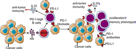 Non Canonical Pd 1 Signaling In Cancer And Its Potential Implications