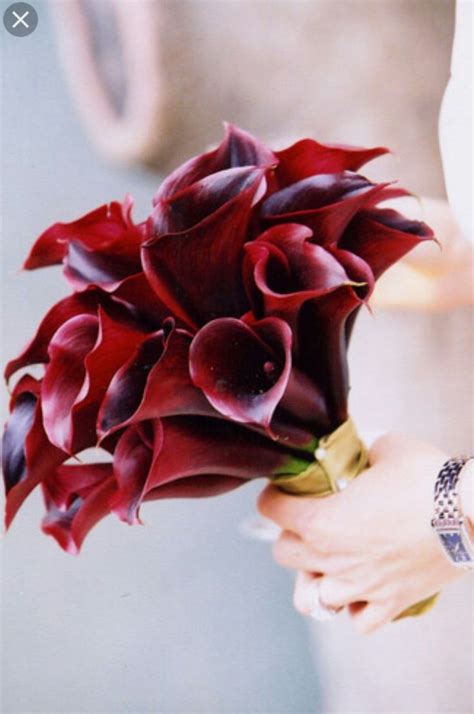 Beautiful Bridal Bouquet Of Plum Red Calla Lilies Lily
