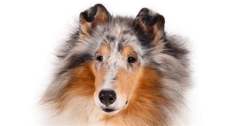 collie dog breed information american kennel club