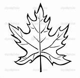 Maple Leaves Coloring Pages Leaf Clipart Advertisement sketch template