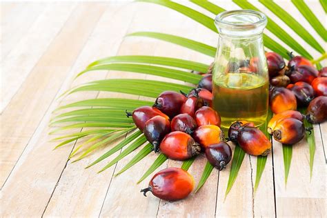 top palm oil producing countries   world worldatlas