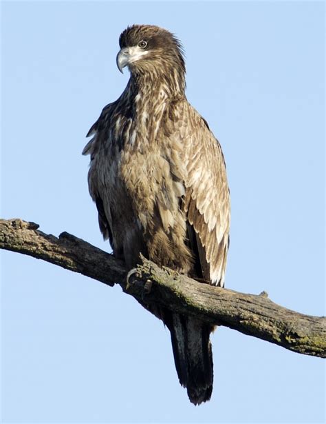 juvenile bald eagle feederwatch