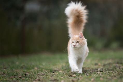 cat breeds  fluffy tails  cuddly cat