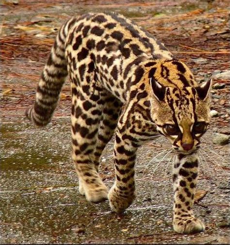 scientists discover new tigrina wild cat species in brazil wild cat