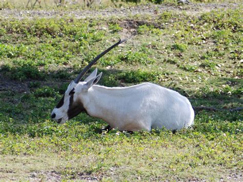 zoo arabian oryx