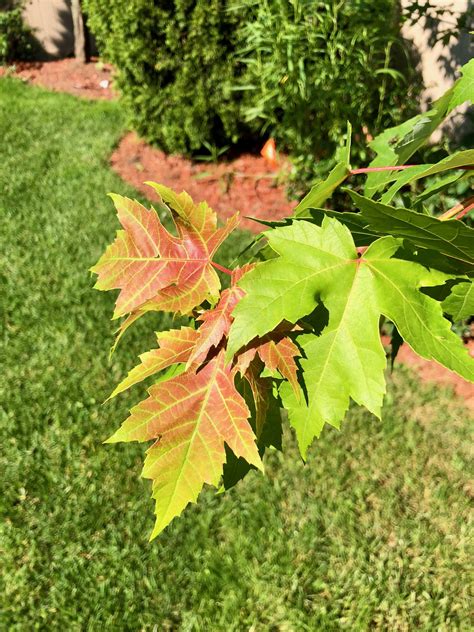 maple tree leaves     turning brownred sfwtrees