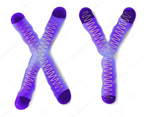 Sex Chromosome X And Y — Stock Vector © Edesignua 39395909