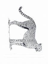 Colorare Jachtluipaard Guepardo Felini Tekening Cheetah Dieren Leopardo Gepard Malvorlagen Leopardos Guepard Ausmalbilder Ghepardo Animaatjes Mewarnai Ghepardi Imagui Coloriages Citah sketch template