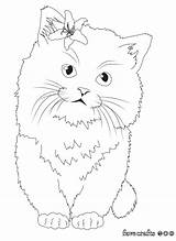 Kitten Coloring Cute Pages sketch template
