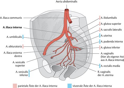 arteria iliaca communis  medici skeleton muscles human skeleton