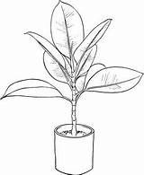 Ficus Benjamini Houseplant Supercoloring Malvorlagen Desenhos Zimmerpflanze Zeichnung Uma Draw Kategorien sketch template